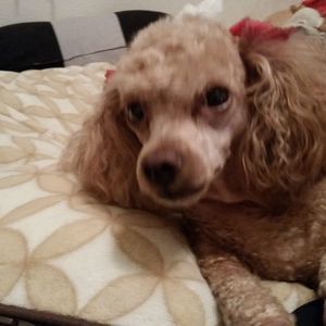 Meet your Posher, Cecelia